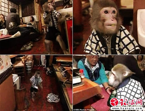 日本一餐厅用猴子当服务员