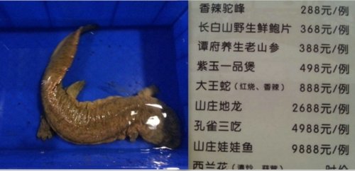 山西孝义餐饮业者公开售食野生娃娃鱼