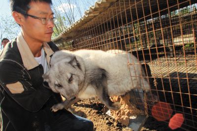 狐狸皮毛高贵，肉却不是佳品。摄影记者曾智