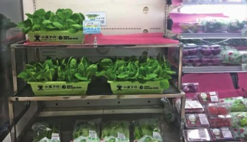 长沙各大餐馆“活体蔬菜”高价叫卖，噱头还是摆设?